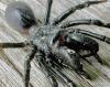 Atypus sp.